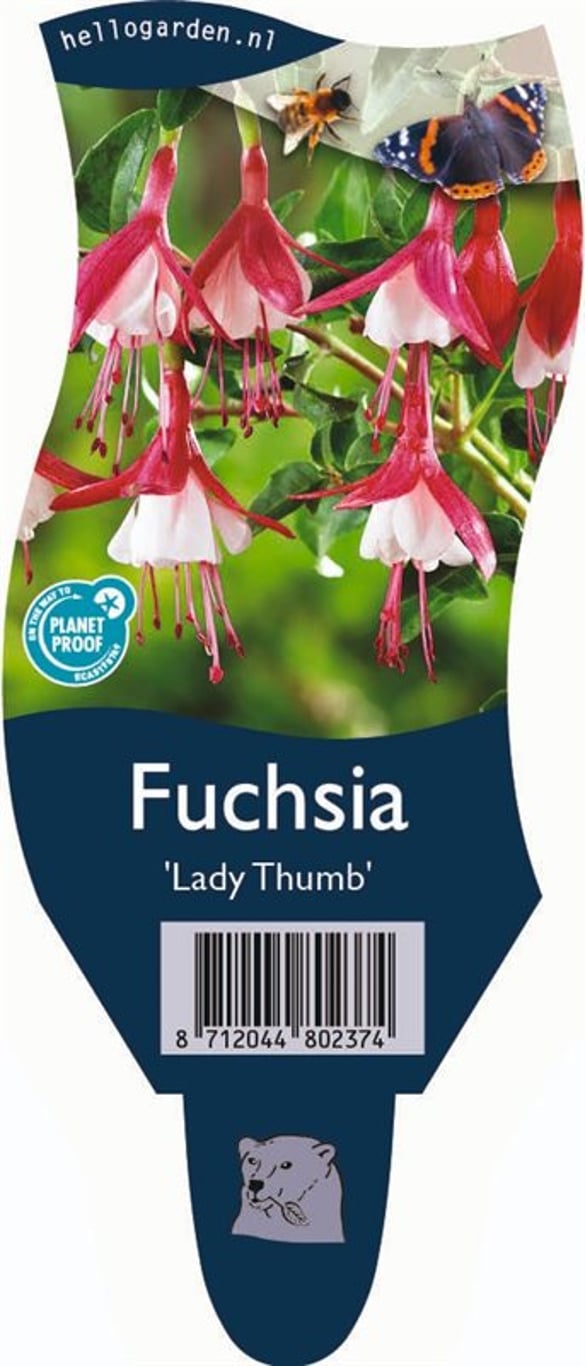 Fuchsia 'Lady Thumb' - P11